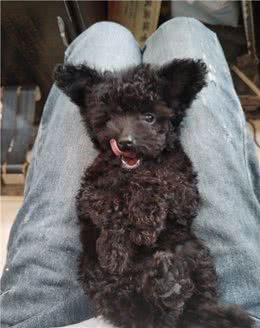 动物的冷知识:狗狗的情绪看尾巴也行?