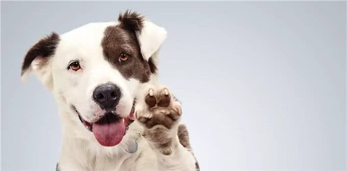 简单几步知道狗狗的性格，看美国动物收容站是怎么做的