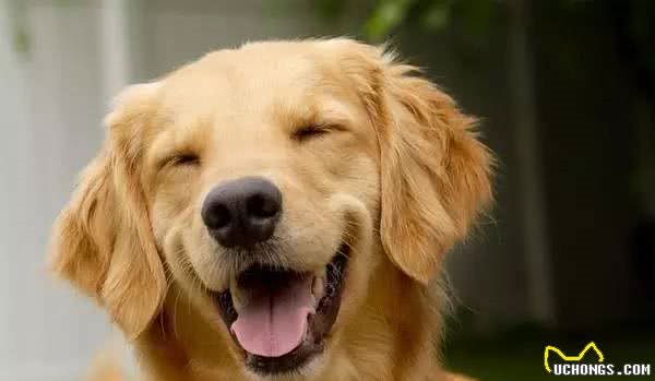 简单几步知道狗狗的性格，看美国动物收容站是怎么做的