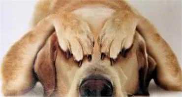 简单几步知道狗狗的性格，看美国动物收容站是怎么做的