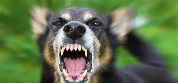 简单几步知道狗狗的性格，看美国动物收容站是怎么做的