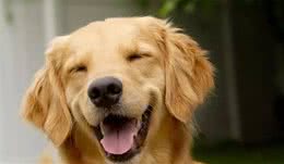 简单几步知道狗狗的性格，看美国动物收容站是怎么做的