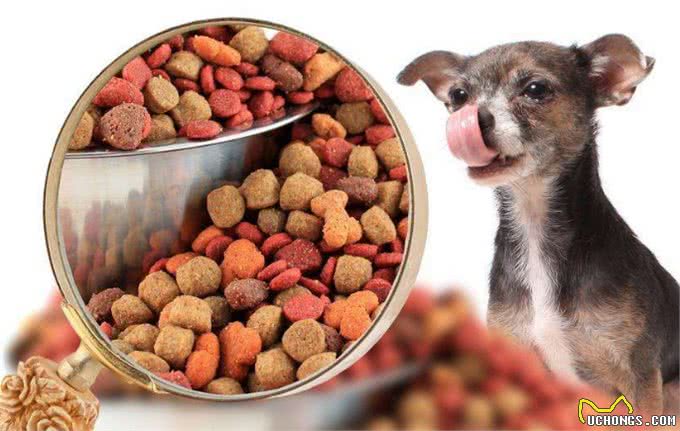 主人你知道我老了么?科学养护帮助狗狗安心度过老年时光