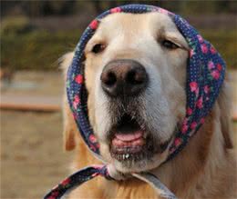 主人你知道我老了么?科学养护帮助狗狗安心度过老年时光