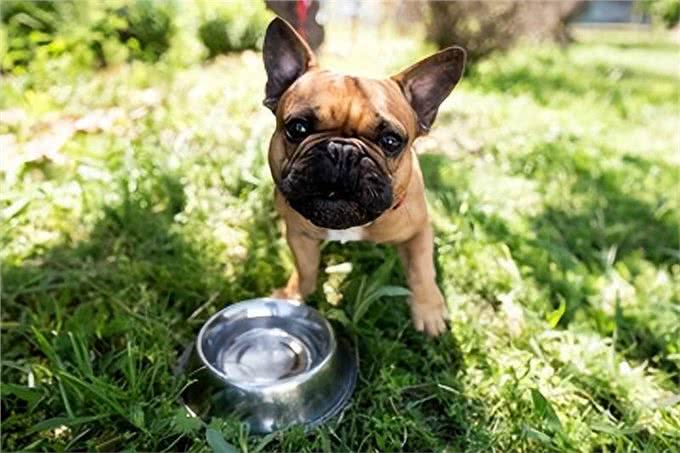 狗狗突然减少喝水?背后竟藏有4大原因!饲主务必警惕!