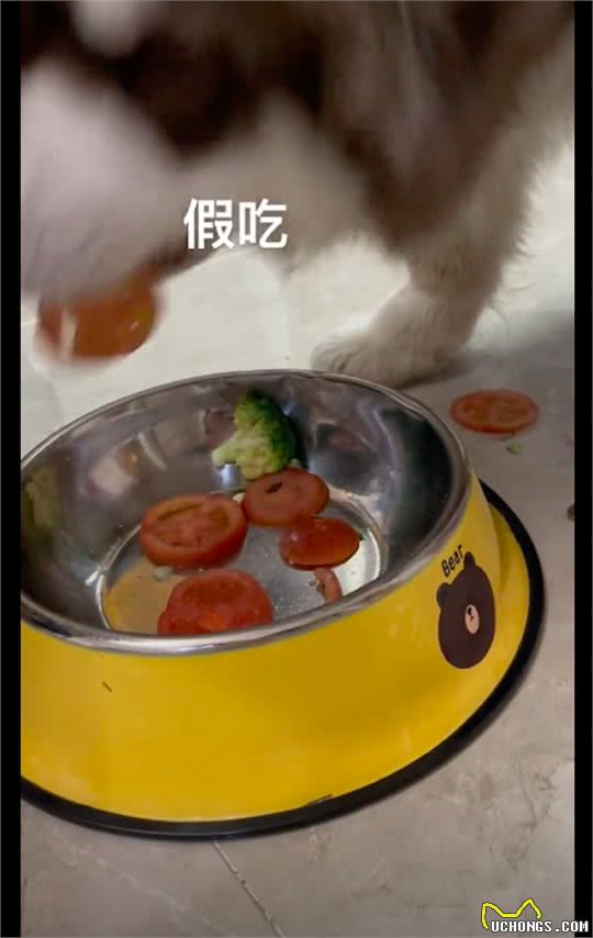 狗狗挑食只捡肉吃，为糊弄主人，还假装吃了西红柿片，又吐了出来