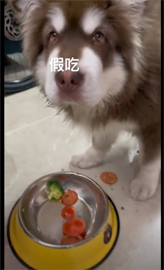 狗狗挑食只捡肉吃，为糊弄主人，还假装吃了西红柿片，又吐了出来