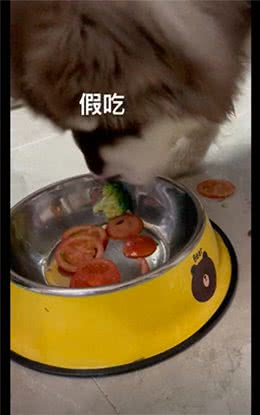 狗狗挑食只捡肉吃，为糊弄主人，还假装吃了西红柿片，又吐了出来