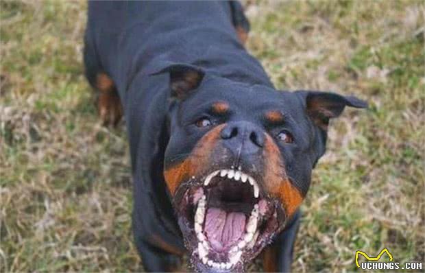 家里养的狗咬人怎么办?5步让你训出听话的狗狗