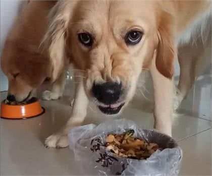 家里养的狗咬人怎么办?5步让你训出听话的狗狗