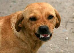 家里养的狗咬人怎么办?5步让你训出听话的狗狗