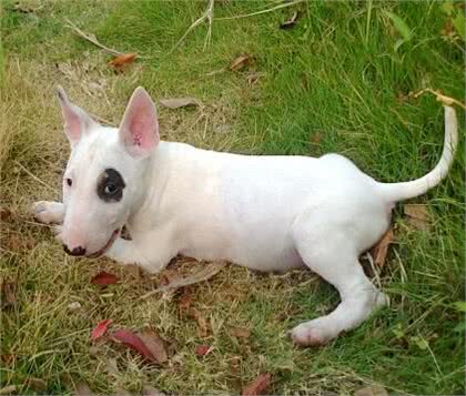 牛头梗饲养的方法是什么?它饲养需注意什么事项?