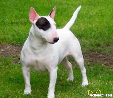 牛头梗饲养的方法是什么?它饲养需注意什么事项?