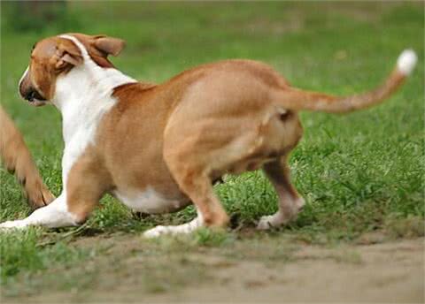 牛头梗饲养的方法是什么?它饲养需注意什么事项?