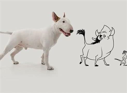 牛头梗饲养的方法是什么?它饲养需注意什么事项?