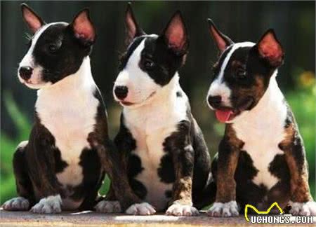 牛头梗饲养的方法是什么?它饲养需注意什么事项?