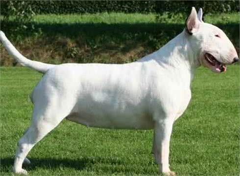 牛头梗饲养的方法是什么?它饲养需注意什么事项?