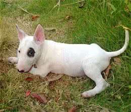 牛头梗饲养的方法是什么?它饲养需注意什么事项?