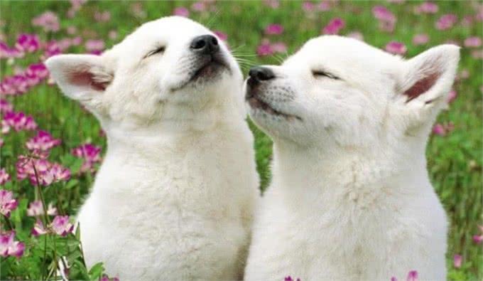 狗狗交配时，会流血吗?