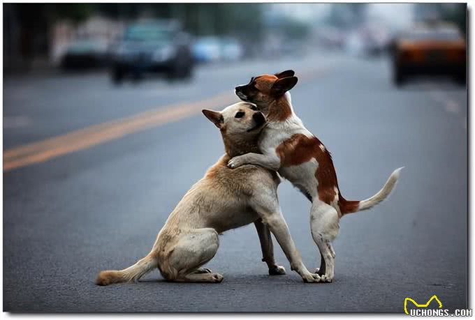 狗狗交配时，会流血吗?