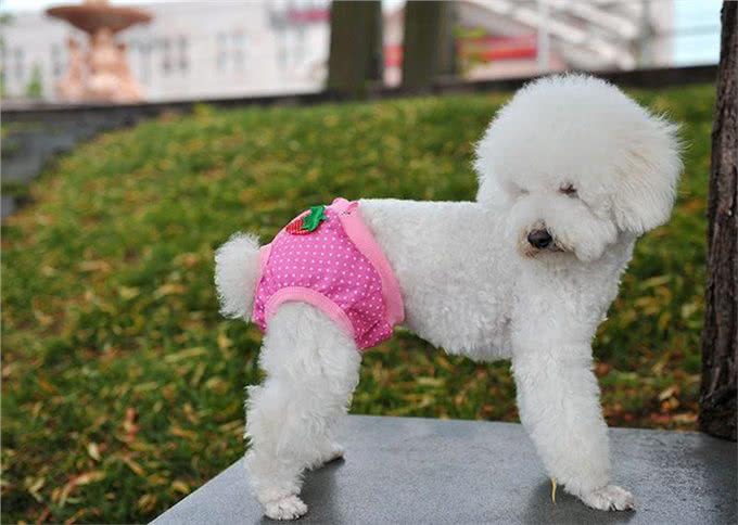 狗狗交配时，会流血吗?