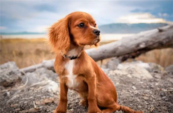 狗狗交配时，会流血吗?