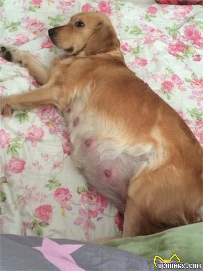 狗狗交配时，会流血吗?