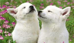 狗狗交配时，会流血吗?