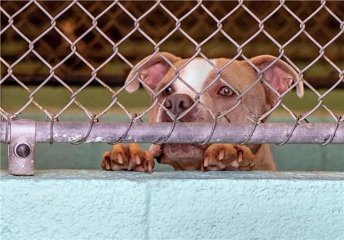 无论狗狗为什么乱吠，做好这2点，都可以改善狗狗乱叫