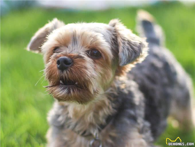 无论狗狗为什么乱吠，做好这2点，都可以改善狗狗乱叫