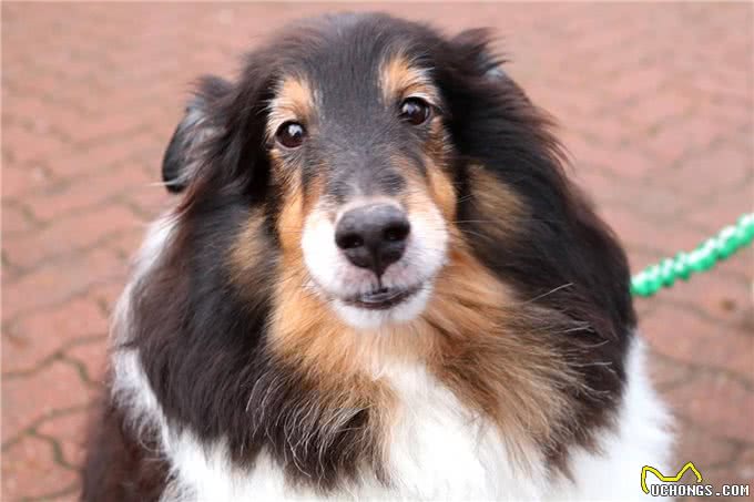 无论狗狗为什么乱吠，做好这2点，都可以改善狗狗乱叫