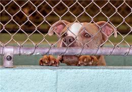 无论狗狗为什么乱吠，做好这2点，都可以改善狗狗乱叫