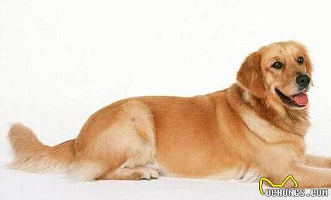 老年犬最佳喂养食谱