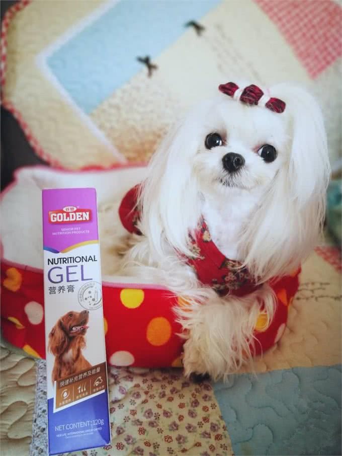 老年犬最佳喂养食谱