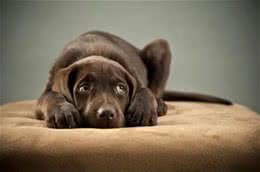 老年犬最佳喂养食谱