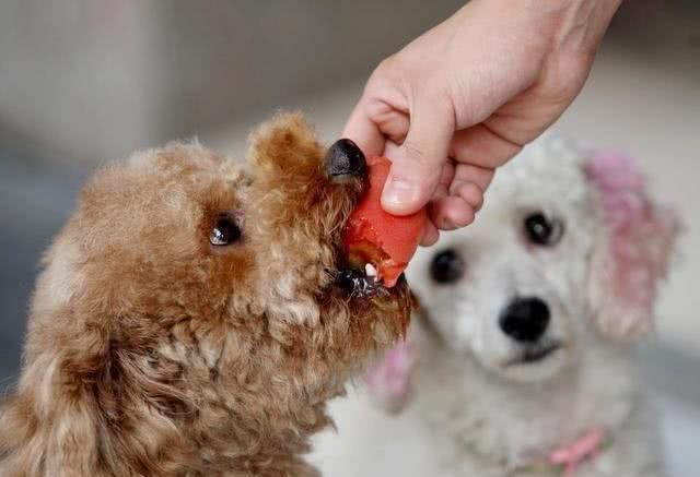 养狗小知识:养狗的5大窍门，学会了对养狗有帮助