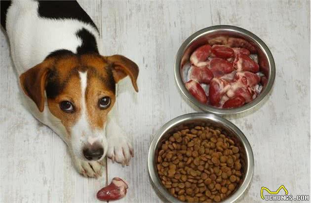 养狗小知识:养狗的5大窍门，学会了对养狗有帮助