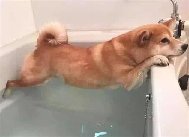 养狗小知识:养狗的5大窍门，学会了对养狗有帮助