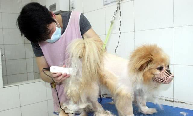 养狗小知识:养狗的5大窍门，学会了对养狗有帮助