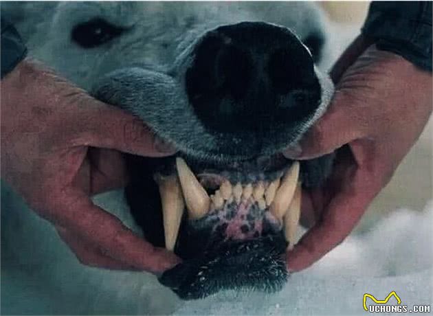 养狗小知识:养狗的5大窍门，学会了对养狗有帮助