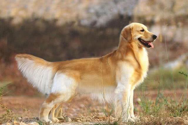 养狗小知识:养狗的5大窍门，学会了对养狗有帮助