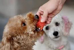 养狗小知识:养狗的5大窍门，学会了对养狗有帮助