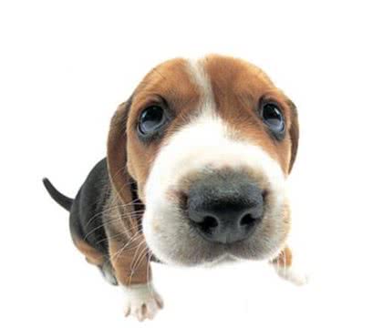 你知道狗狗最常见的眼部疾病是什么吗?又伴随着什么症状?