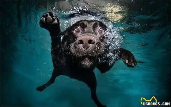 你知道狗狗最常见的眼部疾病是什么吗?又伴随着什么症状?