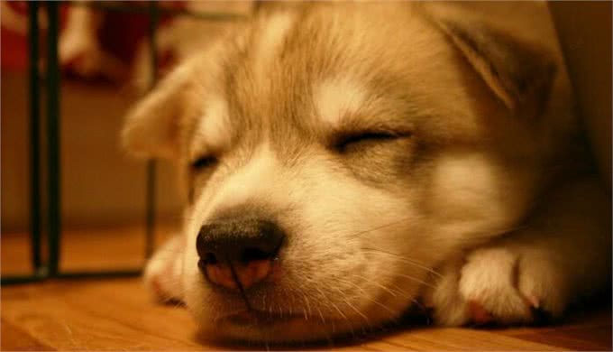 你知道狗狗最常见的眼部疾病是什么吗?又伴随着什么症状?