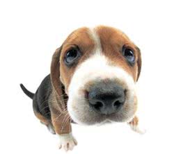 你知道狗狗最常见的眼部疾病是什么吗?又伴随着什么症状?