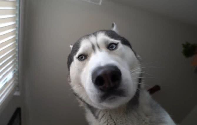 哈士奇盯着主人起床，把主人吓出心理阴影!网友：超温柔的二哈