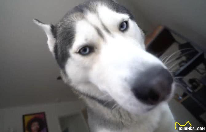 哈士奇盯着主人起床，把主人吓出心理阴影!网友：超温柔的二哈