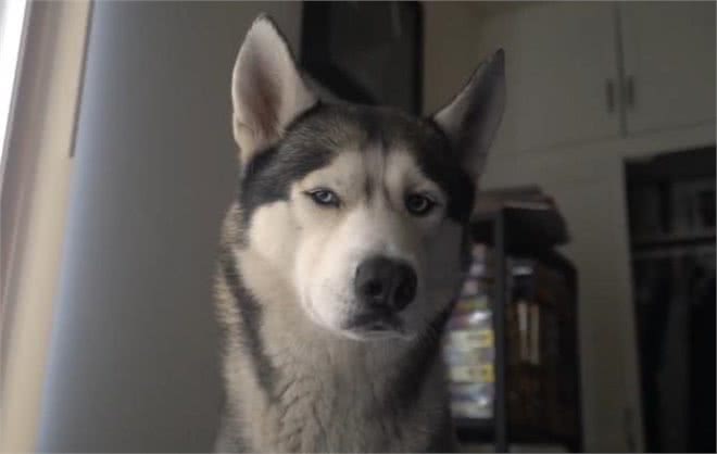 哈士奇盯着主人起床，把主人吓出心理阴影!网友：超温柔的二哈