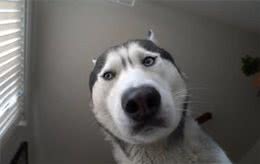 哈士奇盯着主人起床，把主人吓出心理阴影!网友：超温柔的二哈